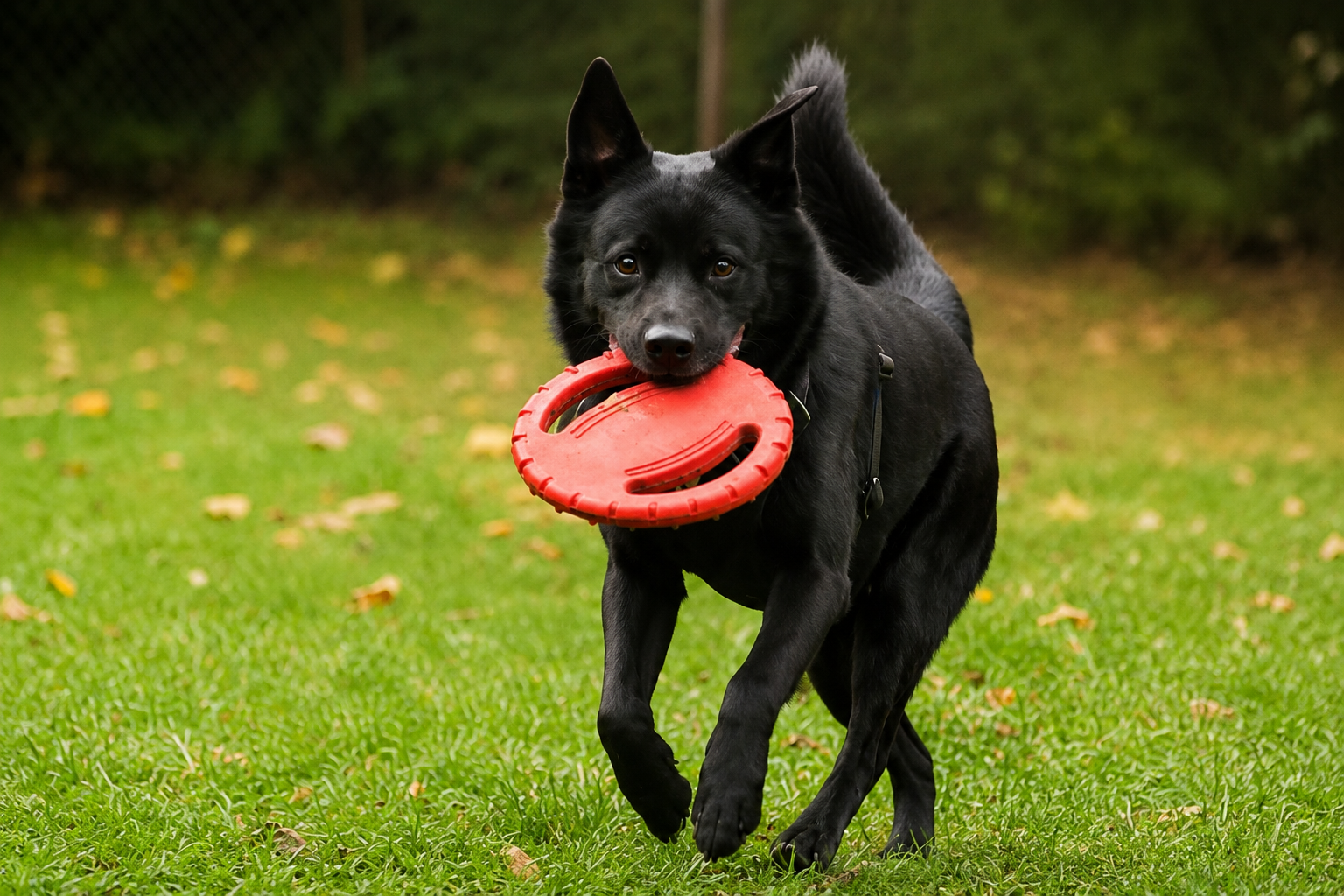 Spike, Hund in der Tiervermittlung des Tierschutzverein Rügen/Hiddensee e.V.